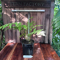 Cyathea atrox 